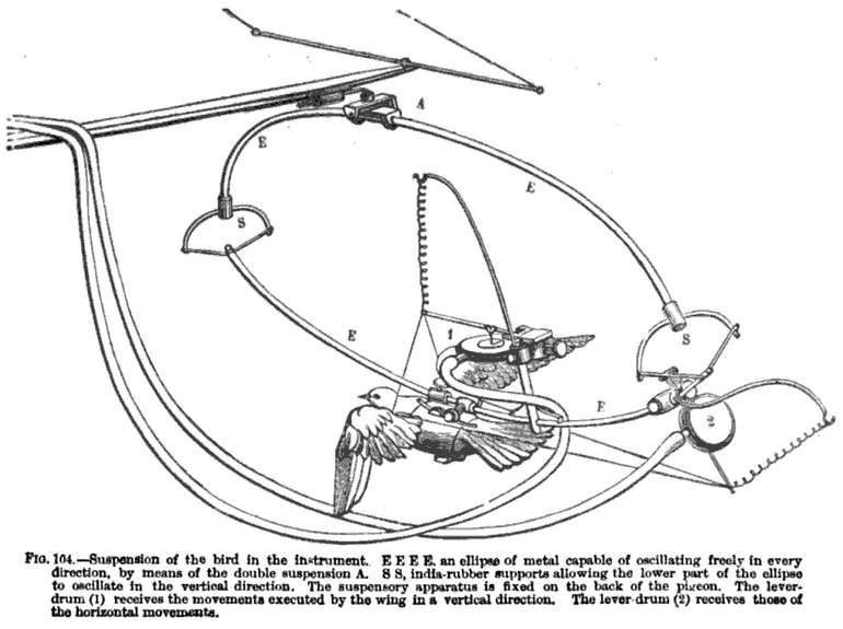 Recording flight: A harness, designed to register the trajectory, force and speed of a bird’s wing in flight.