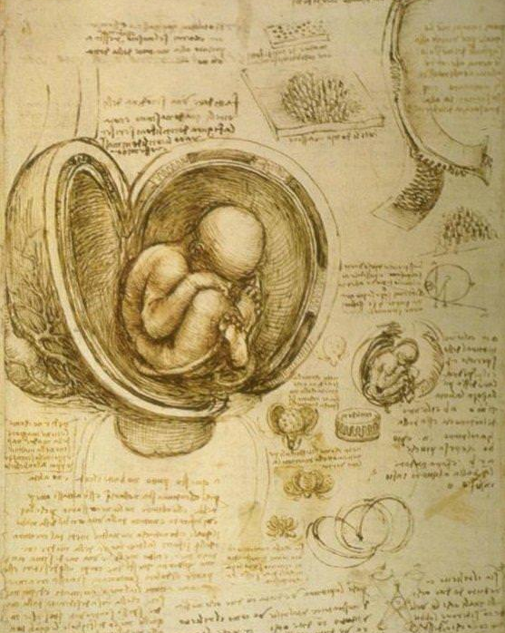 Da Vinci’s notebook: Leonardo’s graphic story of a fetus told with words and incomparable pictures that disproved Galen of Pergamum’s claim about women’s bicameral uterus, which had persisted unchallenged for 1,400 years.