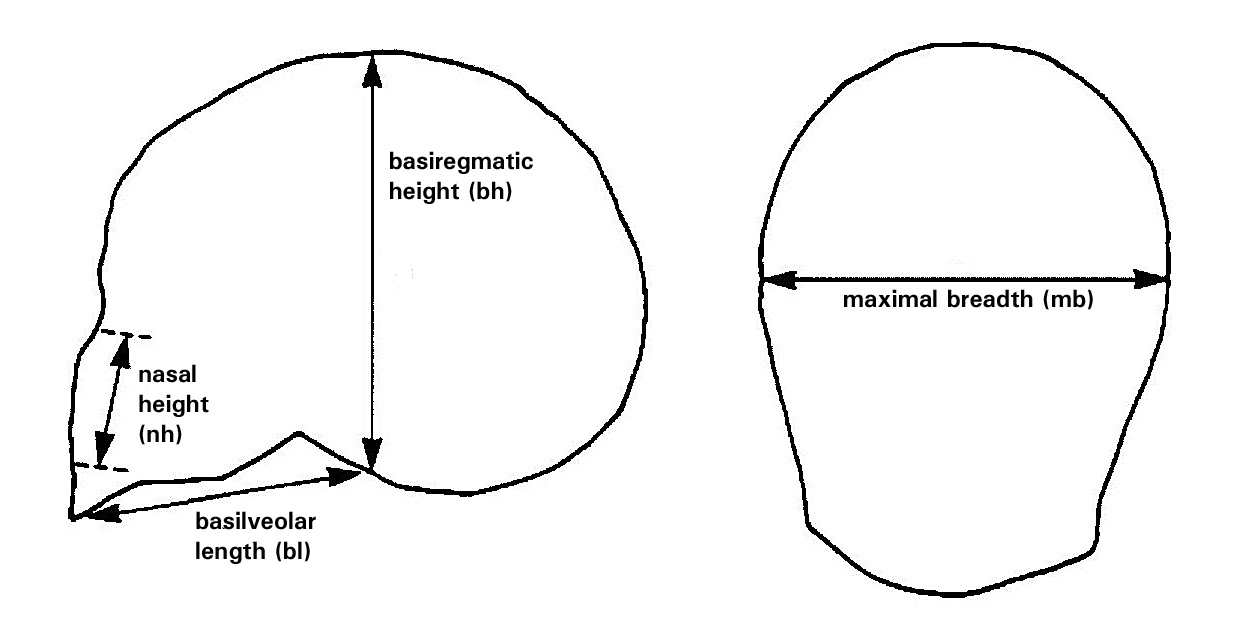 Diagram of the skull measurements. Maximal breadth and basibregmatic height are the basic measures of "size" of a skull.  Basialveolar length and nasal height are important anthropometric measures of "shape".